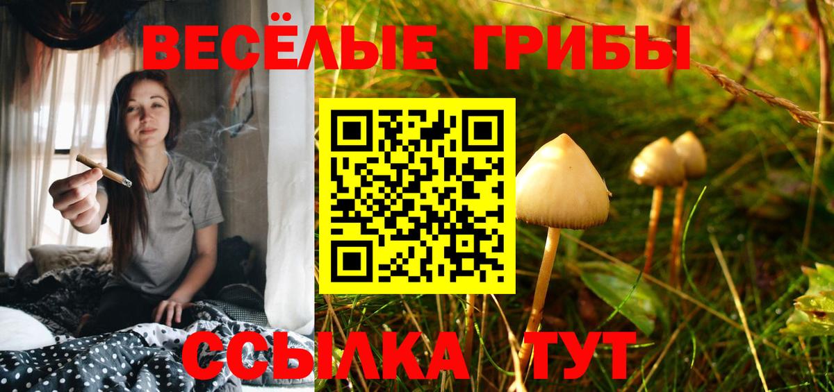 Псилоцибиновые грибы GOLDEN TEACHER Дальнегорск